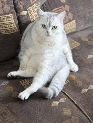 Lost Male Cat last seen Barbara ln, Newtown rd, Ann Ln, Allen ln, Warminster Heights, PA 18974