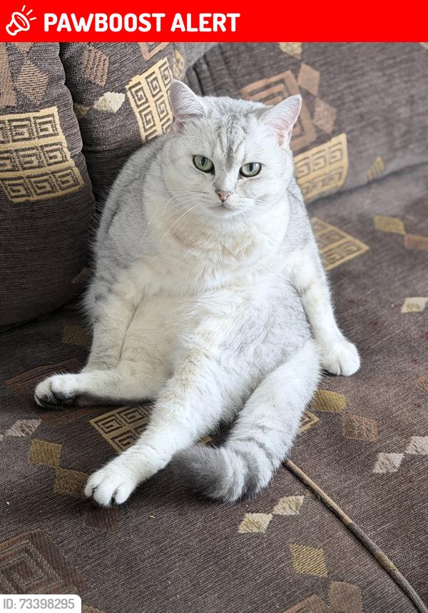 Lost Male Cat last seen Barbara ln, Newtown rd, Ann Ln, Allen ln, Warminster Heights, PA 18974