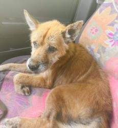 Found/Stray Female Dog last seen Shirlene Dr, Anderson, SC 29624