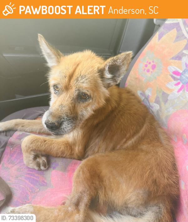 Found/Stray Female Dog last seen Shirlene Dr, Anderson, SC 29624