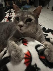Lost Female Cat last seen Carriage Hill, near the KeyFood market. Across from Casselberry Greenwood Trail. Intersection of Heritage Cove Court. and Carriage Hill Circle, Casselberry, FL 32707