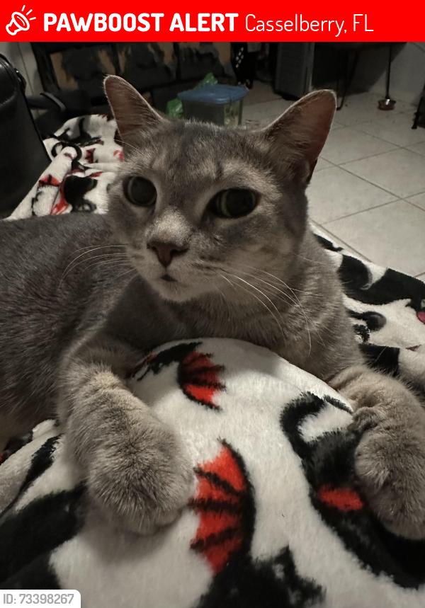 Lost Female Cat last seen Carriage Hill, near the KeyFood market. Across from Casselberry Greenwood Trail. Intersection of Heritage Cove Court. and Carriage Hill Circle, Casselberry, FL 32707