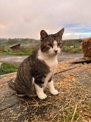 Lost Male Cat last seen Danns Boulevard, Horseheads, NY 14845