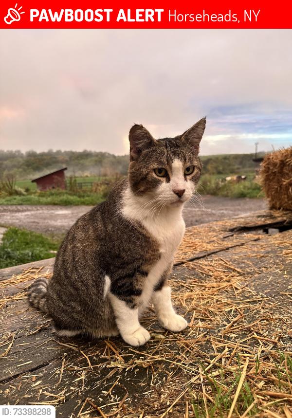 Lost Male Cat last seen Danns Boulevard, Horseheads, NY 14845