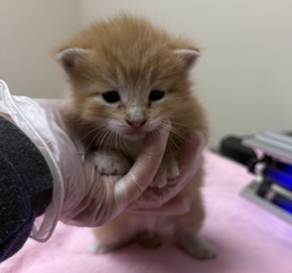 Shelter Stray Male Cat last seen Near Pine Street, LIVERMORE, CA, 94551, 4651 Gleason Dr, Dublin, CA 94568, USA