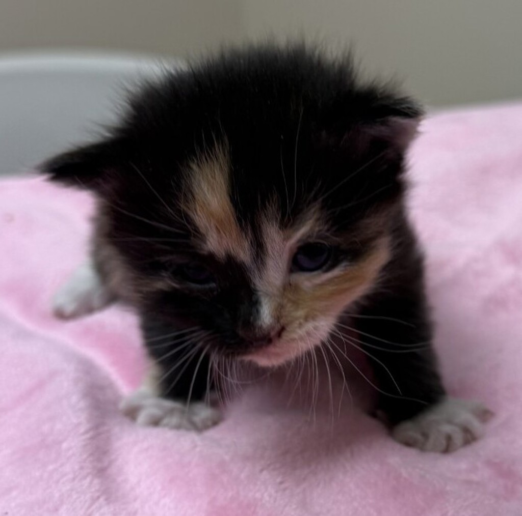 Shelter Stray Female Cat last seen Near Pine Street, LIVERMORE, CA, 94551, 4651 Gleason Dr, Dublin, CA 94568, USA