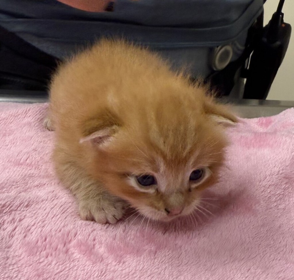 Shelter Stray Male Cat last seen Near Pine Street, LIVERMORE, CA, 94551, 4651 Gleason Dr, Dublin, CA 94568, USA
