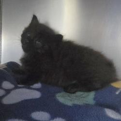 Shelter Stray Male Cat last seen Near Junction Ave, LIVERMORE, CA, 94551, 4651 Gleason Dr, Dublin, CA 94568, USA
