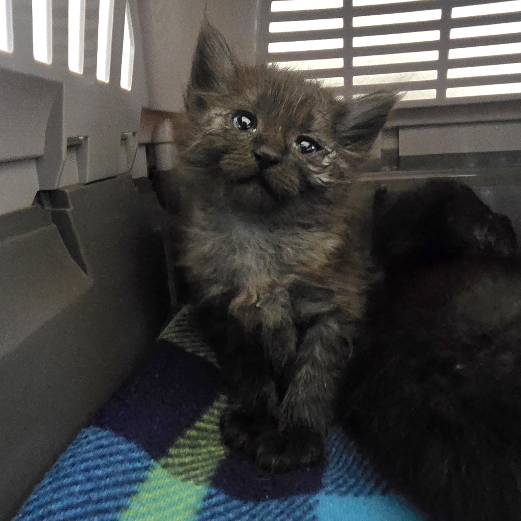Shelter Stray Female Cat last seen Near Junction Ave, LIVERMORE, CA, 94551, 4651 Gleason Dr, Dublin, CA 94568, USA