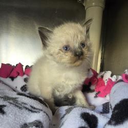 Shelter Stray Female Cat last seen Near Junction Ave, LIVERMORE, CA, 94551, 4651 Gleason Dr, Dublin, CA 94568, USA