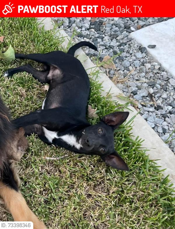 Lost Male Dog last seen Lowrance rd, Red Oak, TX 75154