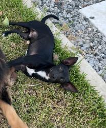 Lost Male Dog last seen Lowrance rd, Red Oak, TX 75154
