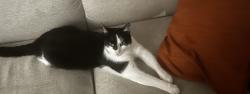 Reunited Unknown Cat last seen Chetwood, Greater Manchester, England M8