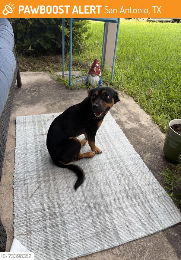 Found/Stray Male Dog last seen Broadway, San Antonio, TX 78209