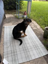 Found/Stray Male Dog last seen Broadway, San Antonio, TX 78209