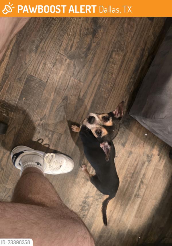 Found/Stray Female Dog last seen Columbia & Fitzhugh, Dallas, TX 75226