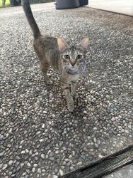 Found/Stray Female Cat last seen Woodchurch, Inverness Forest, TX 77073