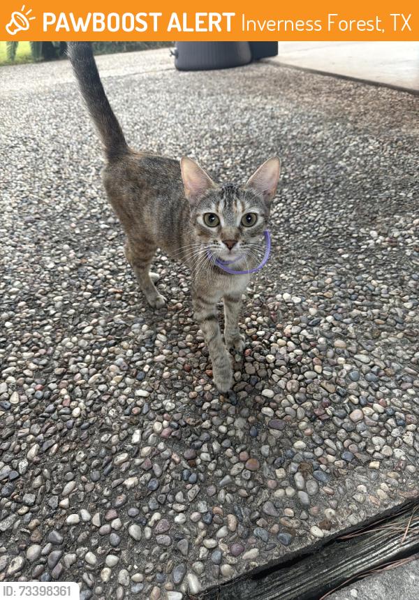 Found/Stray Female Cat last seen Woodchurch, Inverness Forest, TX 77073