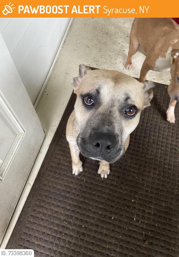 Found/Stray Male Dog last seen Barry Park, Syracuse, NY 13210