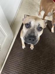 Found/Stray Male Dog last seen Barry Park, Syracuse, NY 13210