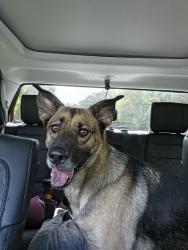 Found/Stray Male Dog last seen Snow Hill Rd and Twisting River Lane, Seminole County, FL 32732