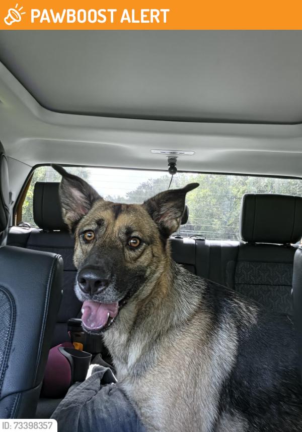 Found/Stray Male Dog last seen Snow Hill Rd and Twisting River Lane, Seminole County, FL 32732