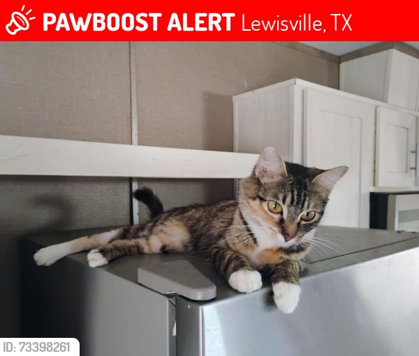 Lost Female Cat last seen Near the entrance of Village North trailer park in Lewisville., Lewisville, TX 75057