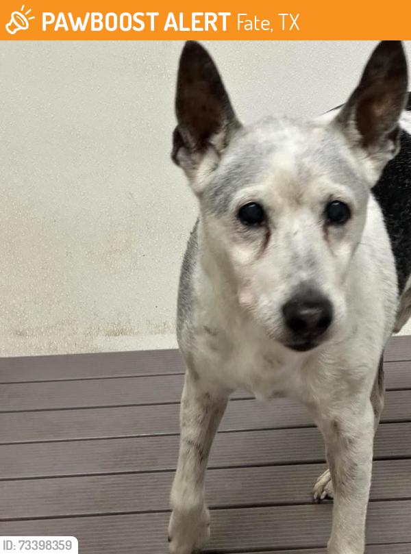 Found/Stray Male Dog last seen Unknown, Fate, TX 75132