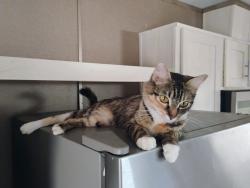Lost Female Cat last seen Near the entrance of Village North trailer park in Lewisville., Lewisville, TX 75057