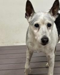 Found/Stray Male Dog last seen Unknown, Fate, TX 75132