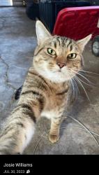 Lost Male Cat last seen Calgary, Calgary, AB 