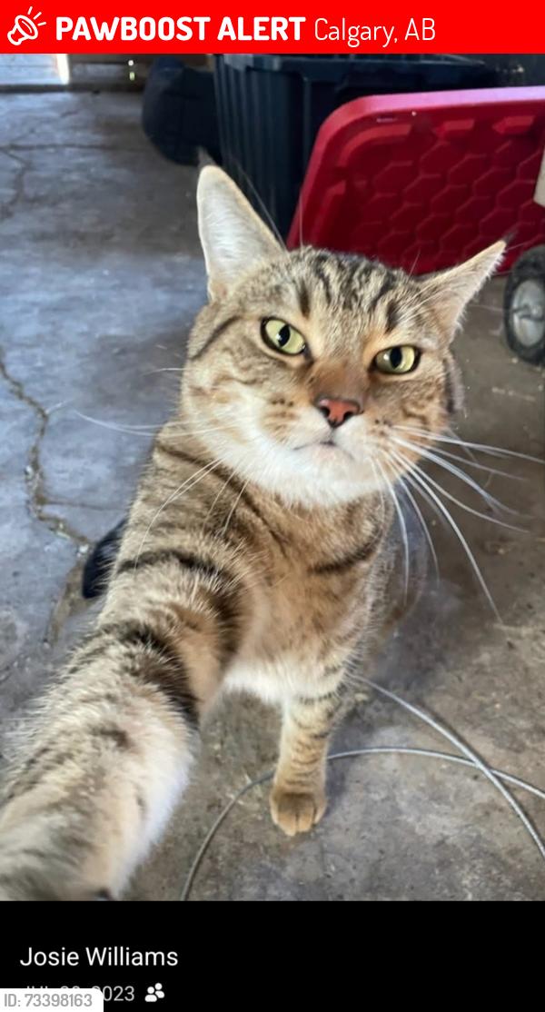 Lost Male Cat last seen Calgary, Calgary, AB 