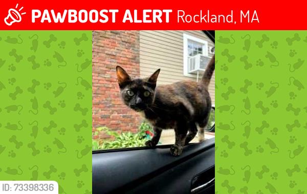 Lost Female Cat last seen Brooks Rd and Moncrief Rd, Rockland, MA 02370