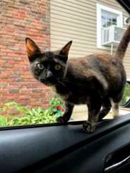 Lost Female Cat last seen Brooks Rd and Moncrief Rd, Rockland, MA 02370