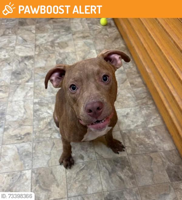 Found/Stray Male Dog last seen Unknown, Providence Village, TX 76227