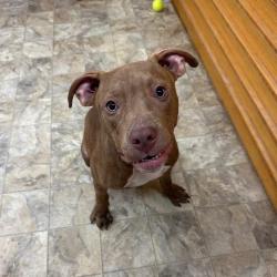 Found/Stray Male Dog last seen Unknown, Providence Village, TX 76227
