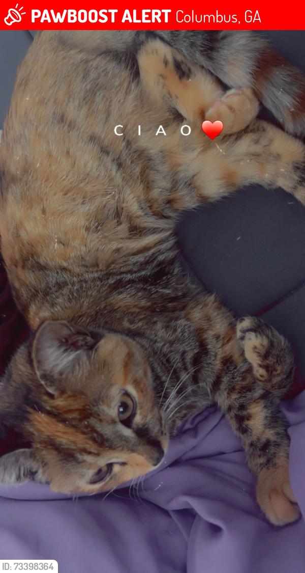 Lost Female Cat last seen Near 8th ave, Columbus, GA 31904