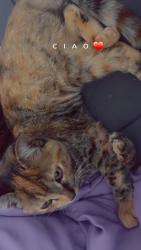 Lost Female Cat last seen Near 8th ave, Columbus, GA 31904