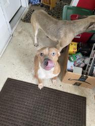 Found/Stray Female Dog last seen Barry Park, Syracuse, NY 13210