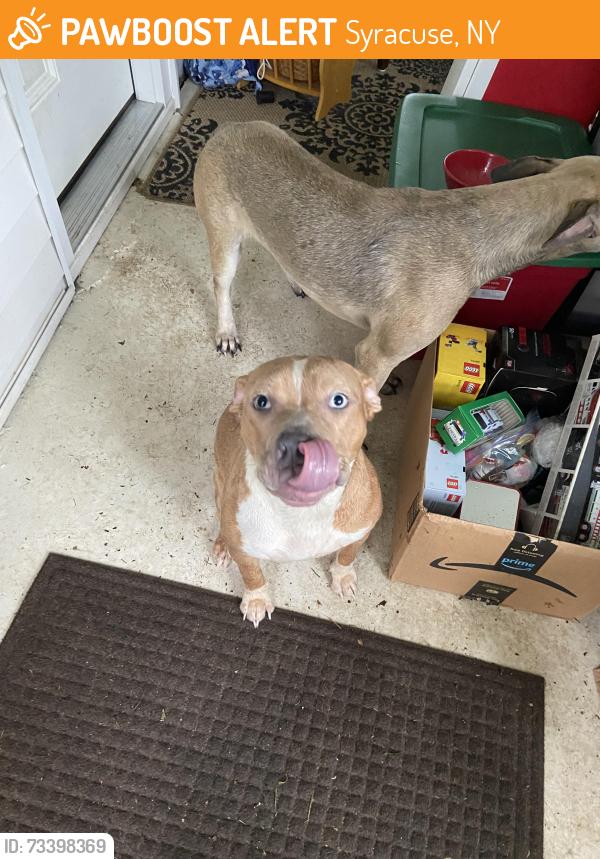 Found/Stray Female Dog last seen Barry Park, Syracuse, NY 13210