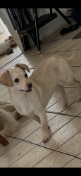 Reunited Female Dog last seen Behind Roses , Near the. It’s and Girls club, Wilmington, NC 28412