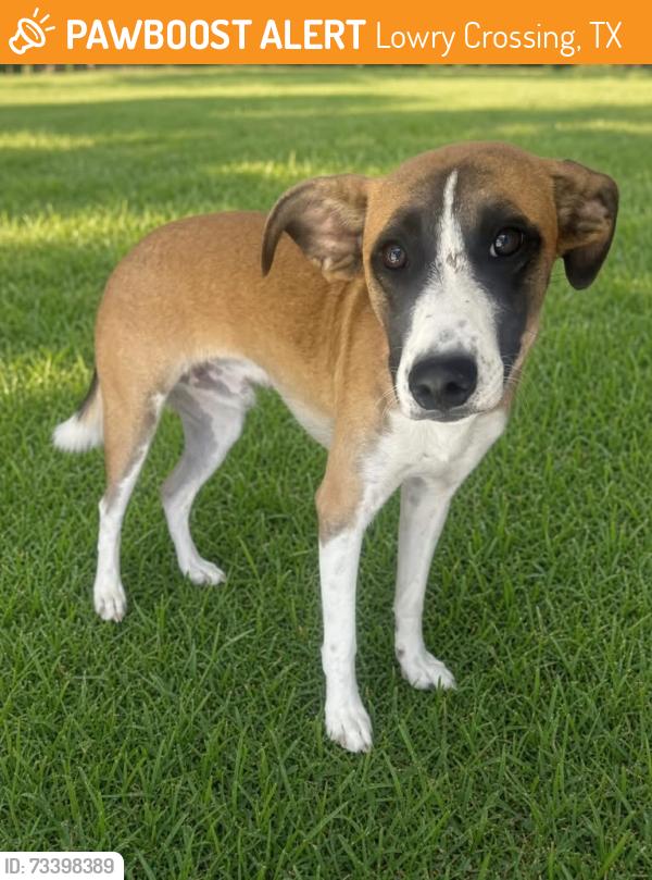 Found/Stray Male Dog last seen Lowry Crossing, Lowry Crossing, TX 75069