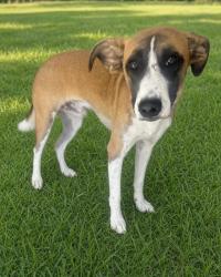 Found/Stray Male Dog last seen Lowry Crossing, Lowry Crossing, TX 75069