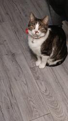 Lost Female Cat last seen North Portland ave, Oklahoma City, OK 73112