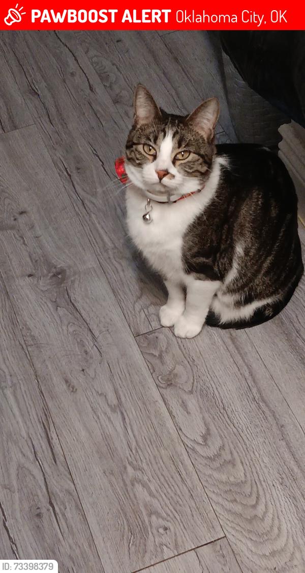 Lost Female Cat last seen North Portland ave, Oklahoma City, OK 73112
