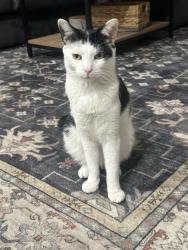 Reunited Male Cat last seen Hendersonville, TN, Hendersonville, TN 37075