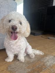 Reunited Female Dog last seen Running circles around Mira Flores, Las Flores, and Olvera Ave, San Diego, CA 92114