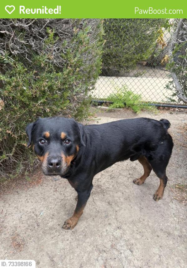 Reunited Male Dog last seen Sunset and Melrose, Vista, CA 92056