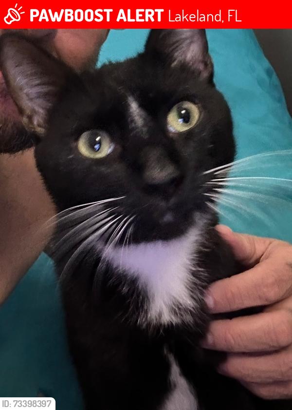 Lost Male Cat last seen Near crystal lake, Lakeland, FL 33801