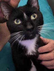 Lost Male Cat last seen Near crystal lake, Lakeland, FL 33801